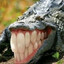 Funny Crocodile