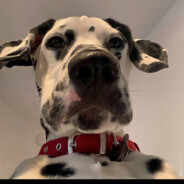 ☆☬Ðɑ₦ЇÏḼ☬☆