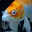 Gentlekoi