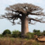 baobab22