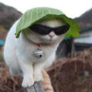 no gf, no job, no license