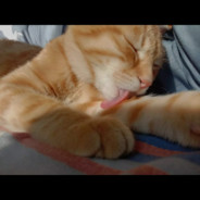 轻易别把母亲作为与我战斗的赌注