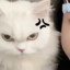 小果