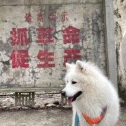 Tofu samoyed