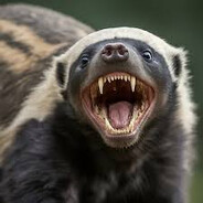 Honey Badger