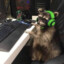 raccoon gaming