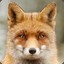 Mr_Fox
