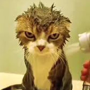 Gato locotron