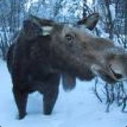Moosey.-