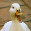 Surprised Duck