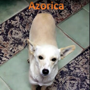 Azorica