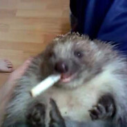 Илья Базука(!)