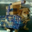 Perro tanque tactico