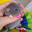 Avatar of Rat