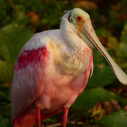 Roseate Spoonbill
