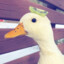 GooseWillAttack