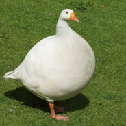 Gysь 228 avatar