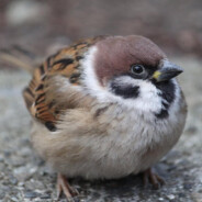 Sparrow-13 avatar
