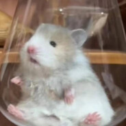 大残是我大残，一丝是我一丝