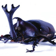 Rhino Beetle