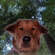 Жан Плов Логман