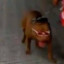 Pitbull de óculos