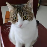 三蚊鸡带你去巴西