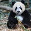 Le Le Giant Panda