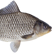 Карась - steam id 76561199132904776