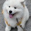 Mccain