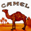 Camel.