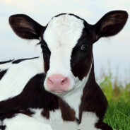 Holstein Friesian Calf