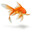 an actual goldfish