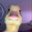 el patito Axel