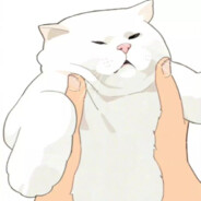 猫猫被我放跑了