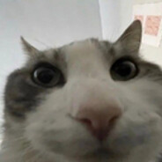 NotDavid