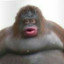 MonkeFlipTTV