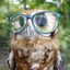 St.eamOwl