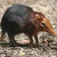 bronx zoo elephant shrew