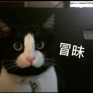 奶牛猫