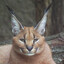 its a caracal!!