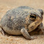 FrogBringer's avatar