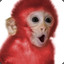 Redmonkey_17