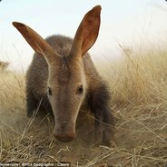 Confused Aardvark