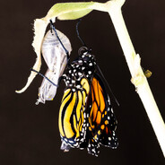 emerging butterfly
