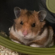 ItsAHamster