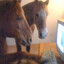 CanIPlayAsHorse