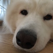 Big Avatar