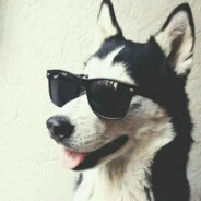 哈士奇与奶牛猫