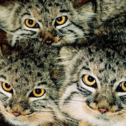 МАНУЛ ЛЕГА ДОНБАSS